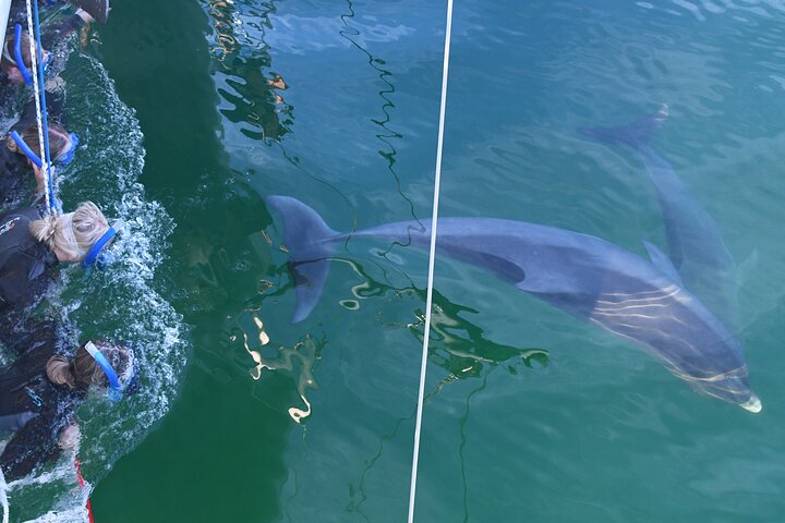 Dolphin Cruise from Adelaide with Optional Dolphin Swim - Port Augusta Accommodation